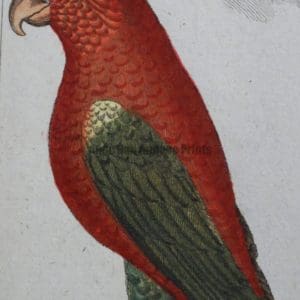 Parrots