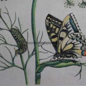 Insect Prints