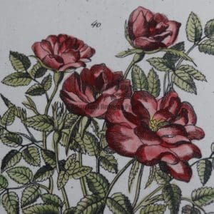 Flora Botany