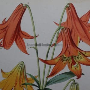 Lilies