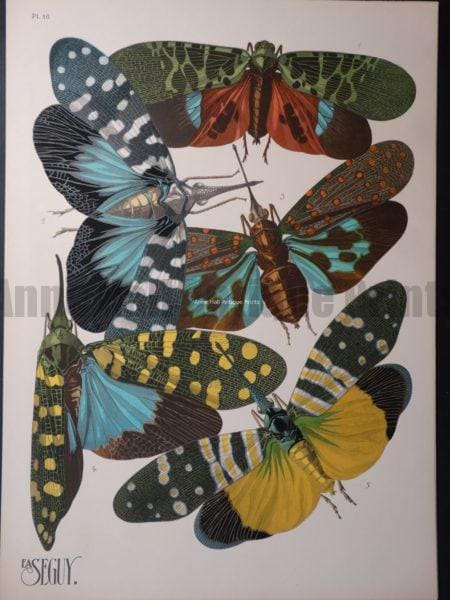 Seguy Pochoir Insectes Plate 16