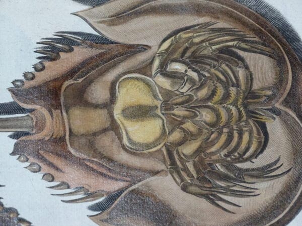 Decorative sets of misc aquatic marine life. Our antique lithographs and engravings & lithographs are over 100 years old. This is the underside of a horseshoe crab.