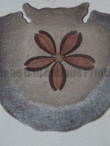 At Anne Hall Antique Prints, you will find sea-shells, and a comprehensive, conchology &  seashells. The collection of  rare shells, like this, antique sand-dollar engraving, are in in the form of, antique lithographs and hand-colored engravings, from centuries ago.