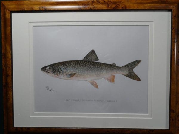 Framed Denton Lake Trout. $300.