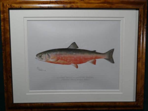 Denton Sunapee Trout