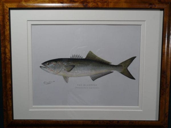 Framed Bluefish, an original antique lithograph, by Sherman Foote Denton. Published in a State of New York, Fish and Game Commission annual report or portfolio, c.1900. Archival museum quality framing.  