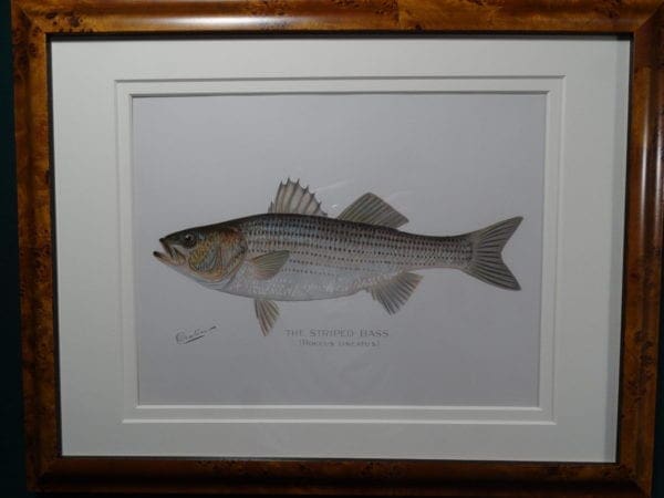 Framed Denton Striped Bass, an original antique lithograph, by Sherman Foote Denton. Published in a State of New York, Fish and Game Commission annual report or portfolio, c.1900. Archival museum quality framing.  