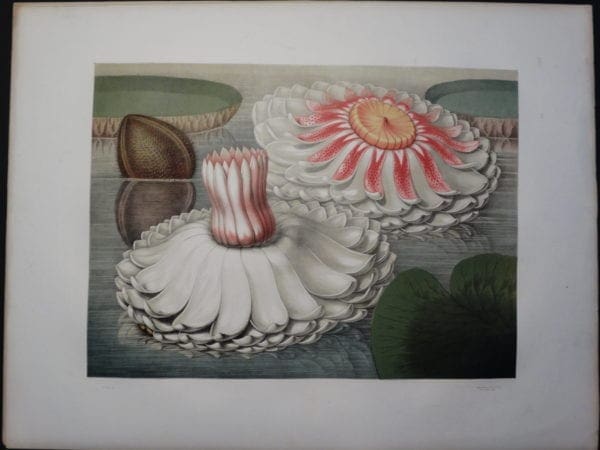 Spectacular Americana. American Water Lily John Fisk Allen Victoria Regia