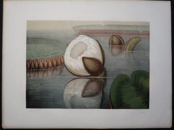 Original book of American water lilies. Victoria Regia Initial Bloom