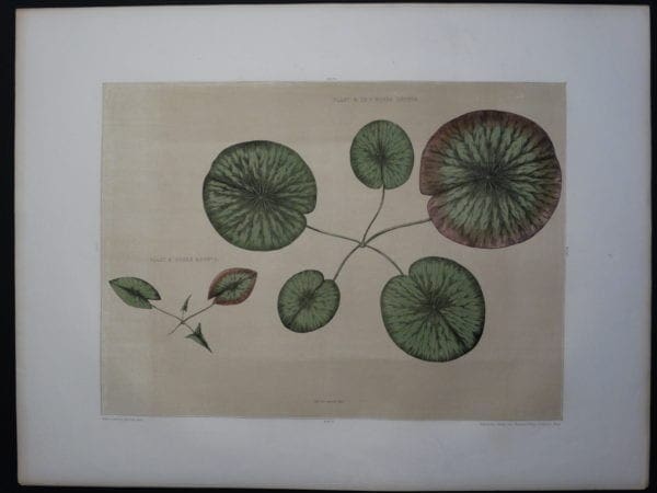 Early Lily Victoria Regia Boston 1854