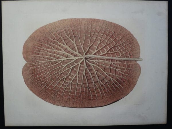 Underside Leaf of water lily pad. Victoria Regia Boston 1854.