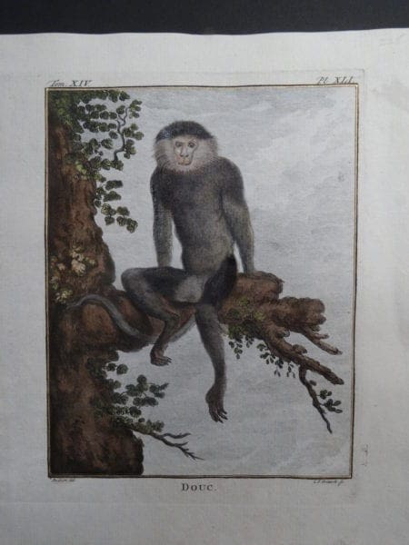 Douc Monkey