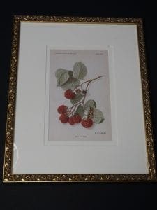 framed raspberries lithograph