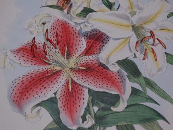 Elwes Lily lithograph. Rare folio bookplate by Walter Hood Fitch and other artists bookplates.