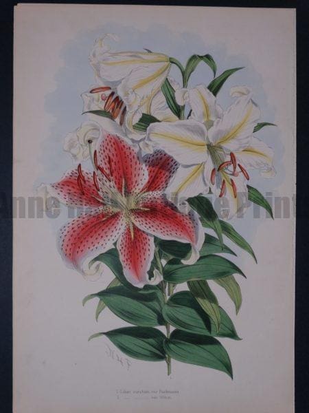 A Monograph of the Genus Lilium