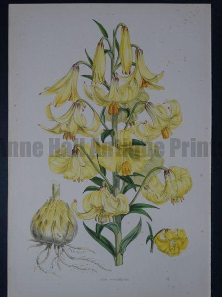 A Monograph of the Genus Lilium