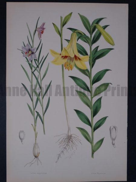 Lilium Monadelphum by Walter Hood Fitch and John Henry Elwes. A Monograph of the Genus Lilium.