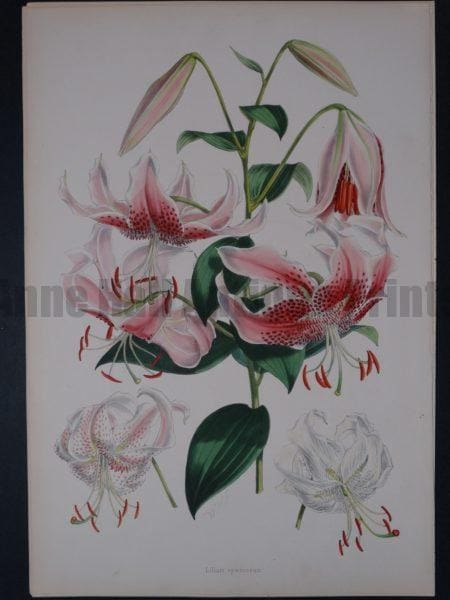 A Monograph of the Genus Lilium