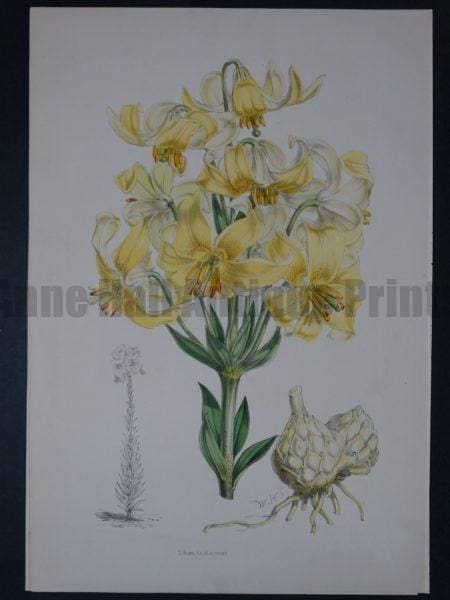 Lilium Monadelphum by Walter Hood Fitch and John Henry Elwes. A Monograph of the Genus Lilium.