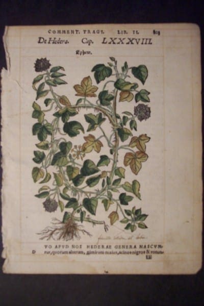 Ephew, 1560. $60.