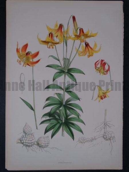 Lilium Monadelphum by Walter Hood Fitch and John Henry Elwes. A Monograph of the Genus Lilium.