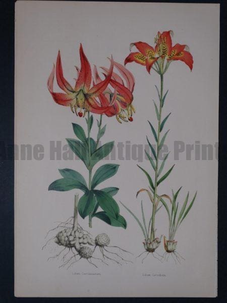 Lilium Monadelphum by Walter Hood Fitch and John Henry Elwes. A Monograph of the Genus Lilium.
