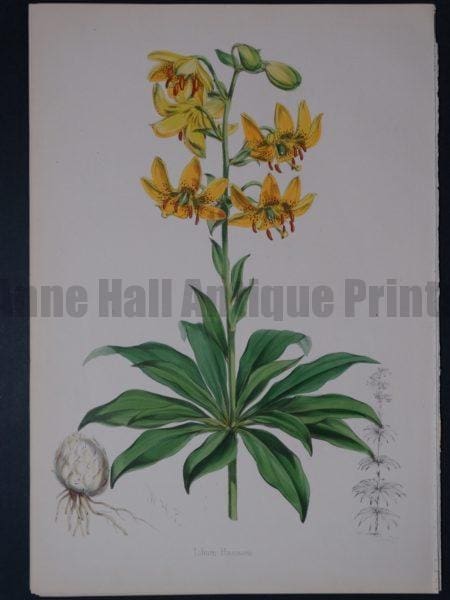 Lilium Monadelphum by Walter Hood Fitch and John Henry Elwes. A Monograph of the Genus Lilium.