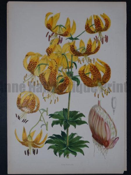 Lilium Monadelphum by Walter Hood Fitch and John Henry Elwes. 