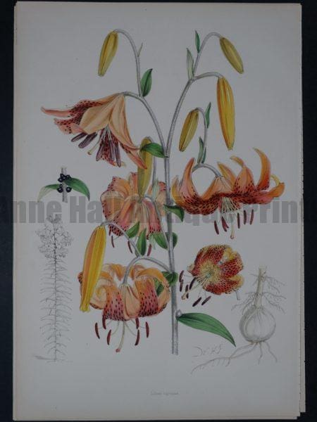 Spectacular antique lily lithograph with salmon tone watercolors.