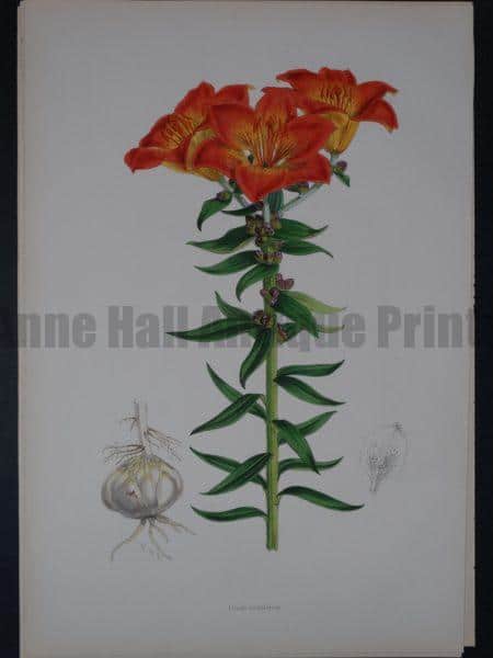 Lilium Monadelphum by Walter Hood Fitch and John Henry Elwes. A Monograph of the Genus Lilium.