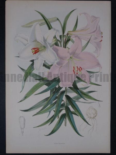 A Monograph of the Genus Lilium
