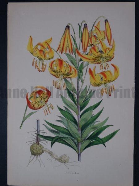 Rare folio watercolor lithograph of lilies.