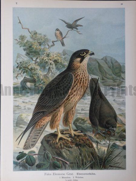 Falco Eleonorae Gene, 1895.