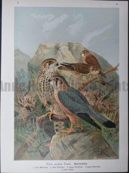 Falco aesalon Tunst, 1895