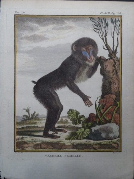 Female Mandrill Monkey