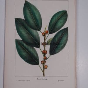Ficus Aurea