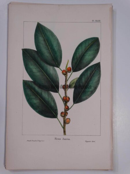 Ficus Aurea