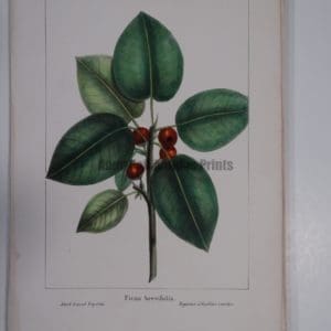Ficus Brevifolia
