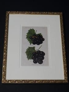 framed grapes lithograph