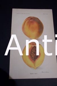Fruit USDA Augbert Peach. This old fruit print was published by the USDA, (United States Department of Agriculture) 1885-1916.