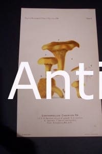 mushrooms USDA Cantharellus Cibarius. This old fruit print was published by the USDA, (United States Department of Agriculture) 1885-1916.