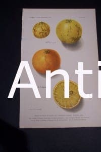 Fruit-vegetables. Colorful antique lithograph of oranges and lemons, USDA, Citrange.