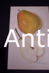 Fruit USDA Douglas Pear