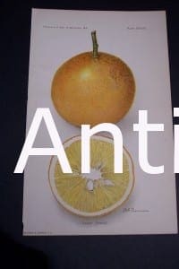 Fruit USDA Dugat Orange