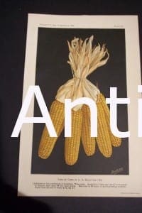 Fruit USDA Ears of Corn