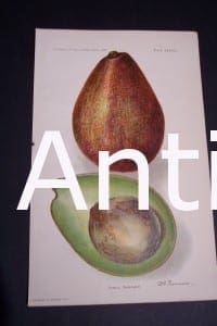 Fruit USDA Family Avocado