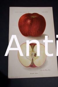 Fruit USDA Kinnard Apple