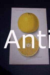 Fruit USDA Lue Orange