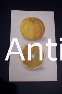 Fruit USDA Morton Citrange