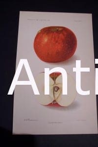 Fruit USDA Oliver Red Apple